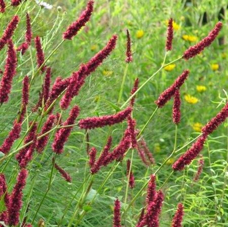 Persicaria amplexicaulis 'Fat Domino' P9 - afbeelding 4