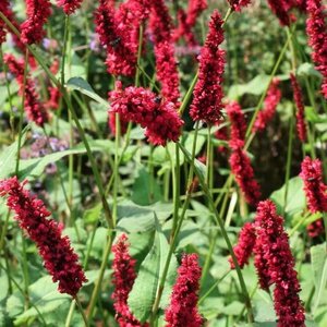 Persicaria amplexicaulis 'Fat Domino' P9 - afbeelding 6