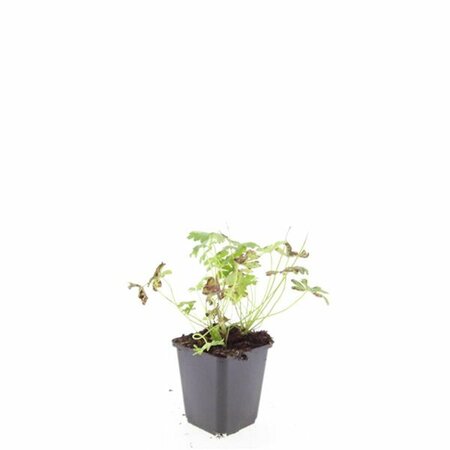 Geranium cantabrigiense 'Cambridge' P9 - afbeelding 4