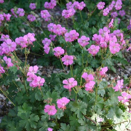 Geranium cantabrigiense 'Cambridge' P9 - afbeelding 6