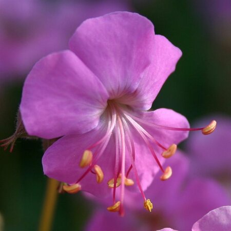 Geranium cantabrigiense 'Cambridge' P9 - afbeelding 5