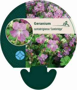Geranium cantabrigiense 'Cambridge' P9 - afbeelding 3