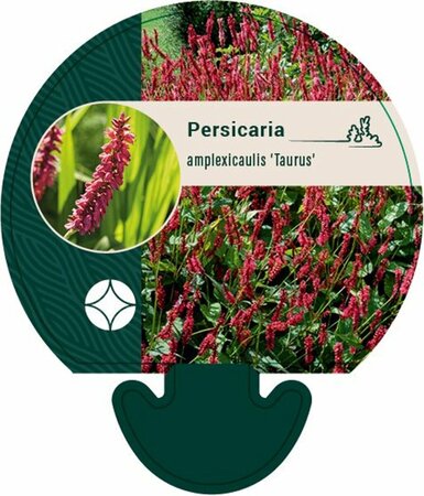 Persicaria amplexicaulis 'Taurus' P9 - afbeelding 6