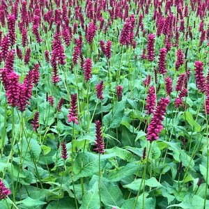 Persicaria amplexicaulis 'Taurus' P9 - afbeelding 5