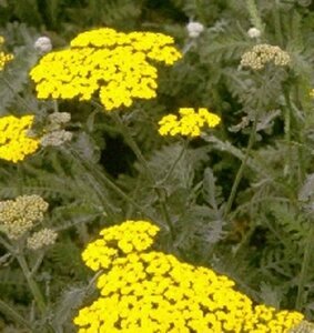 Achillea 'Moonshine' P9 - afbeelding 5