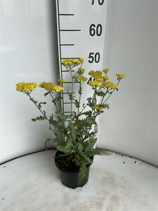 Achillea 'Moonshine' P9