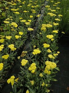 Achillea 'Moonshine' P9