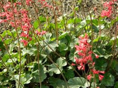 Heuchera 'Pluie de Feu' P9 - afbeelding 1
