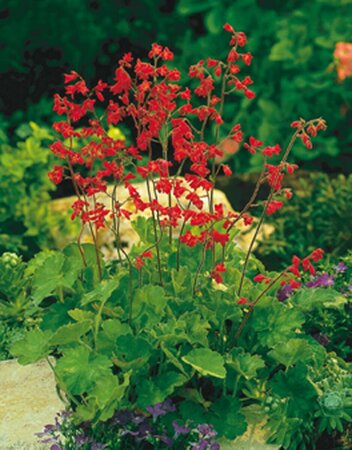 Heuchera 'Pluie de Feu' P9 - afbeelding 2