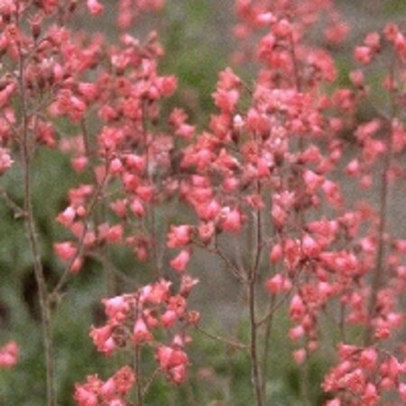 Heuchera 'Pluie de Feu' P9 - afbeelding 4