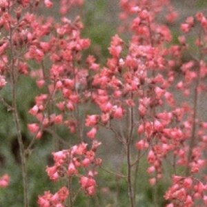 Heuchera 'Pluie de Feu' P9 - afbeelding 4