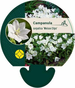 Campanula carpatica 'Weisse Clips' P9
