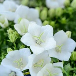 Campanula carpatica 'Weisse Clips' P9