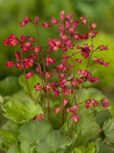 Heuchera sanguineum 'Leuchtkäfer' P9 - afbeelding 1