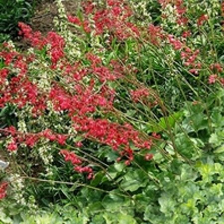 Heuchera sanguineum 'Leuchtkäfer' P9 - afbeelding 2