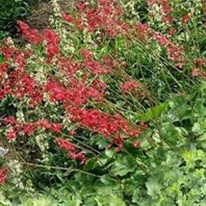 Heuchera sanguineum 'Leuchtkäfer' P9 - afbeelding 2