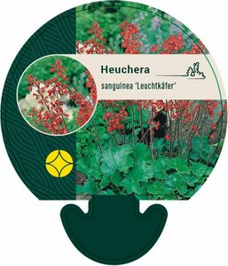Heuchera sanguineum 'Leuchtkäfer' P9