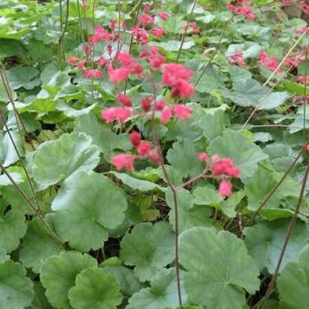 Heuchera sanguineum 'Leuchtkäfer' P9 - afbeelding 3