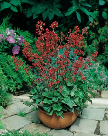 Heuchera sanguineum 'Leuchtkäfer' P9 - afbeelding 4