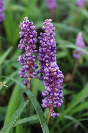 Liriope muscari 'Royal Purple' P9 - afbeelding 5
