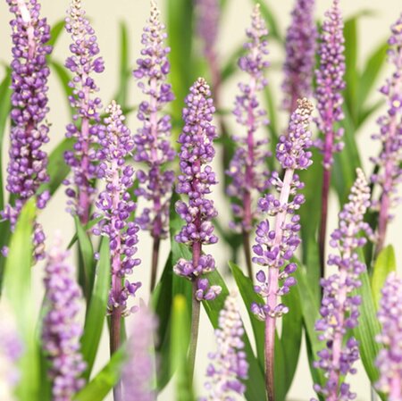 Liriope muscari 'Royal Purple' P9 - afbeelding 2