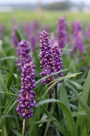Liriope muscari 'Royal Purple' P9 - afbeelding 6