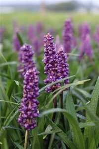 Liriope muscari 'Royal Purple' P9 - afbeelding 6