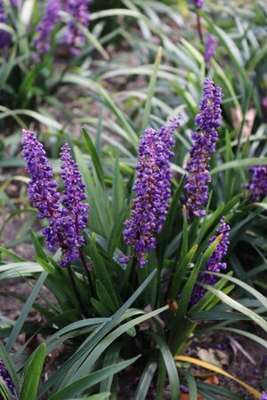 Liriope muscari 'Royal Purple' P9 - afbeelding 7