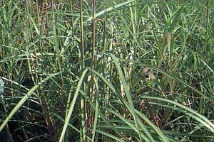 Miscanthus sinensis 'Silberfeder' P9