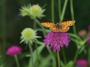 Knautia macedonica P9 - afbeelding 5