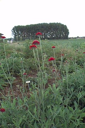 Knautia macedonica P9 - afbeelding 1