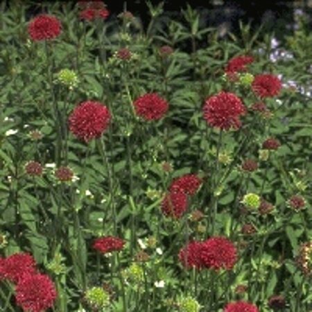 Knautia macedonica P9 - afbeelding 6