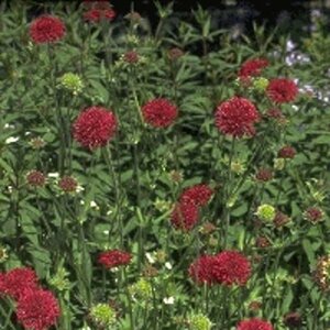 Knautia macedonica P9 - afbeelding 6