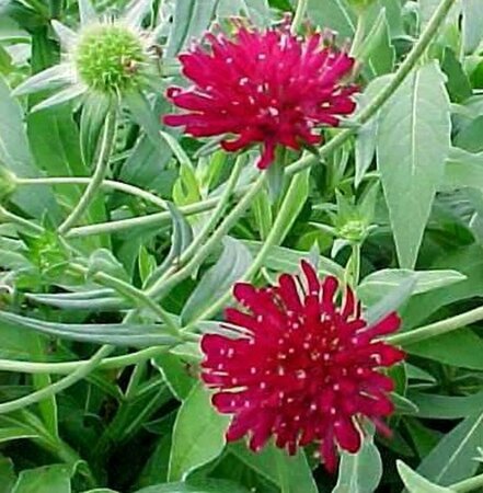 Knautia macedonica P9 - afbeelding 7