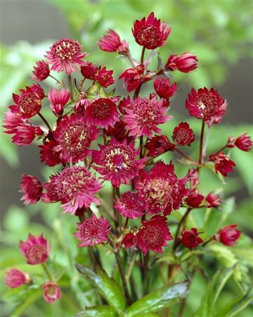 Astrantia major 'Ruby Wedding' P9 - afbeelding 3