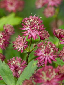 Astrantia major 'Ruby Wedding' P9 - afbeelding 4
