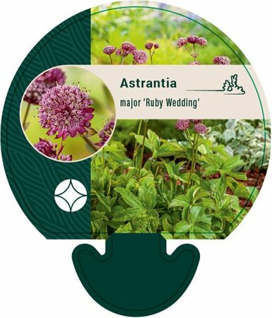 Astrantia major 'Ruby Wedding' P9 - afbeelding 5