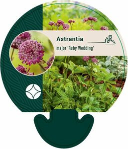 Astrantia major 'Ruby Wedding' P9 - afbeelding 5