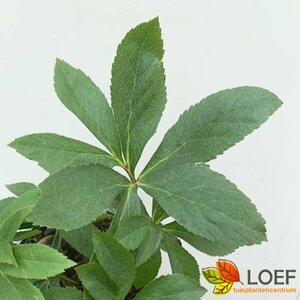 Helleborus orientalis P9