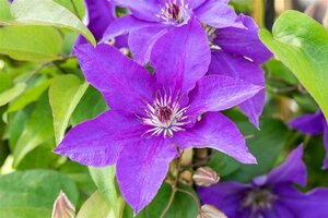 Clematis 'The President' C2