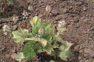 Tiarella wherryi P9