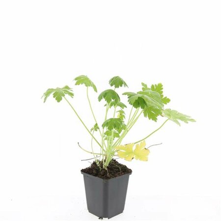 Geranium macrorrhizum 'Spessart' P9 - afbeelding 8