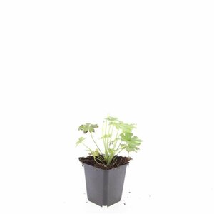 Geranium macrorrhizum 'Spessart' P9 - afbeelding 7