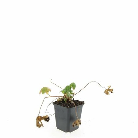 Geranium macrorrhizum 'Spessart' P9 - afbeelding 5