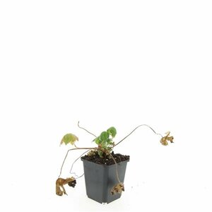 Geranium macrorrhizum 'Spessart' P9 - afbeelding 5