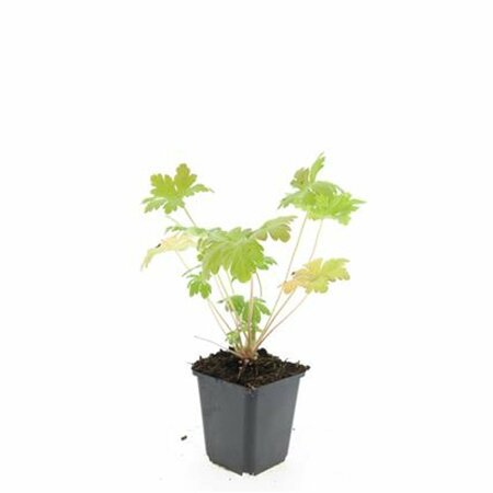 Geranium macrorrhizum 'Spessart' P9 - afbeelding 4