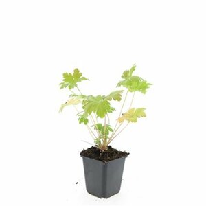 Geranium macrorrhizum 'Spessart' P9 - afbeelding 4