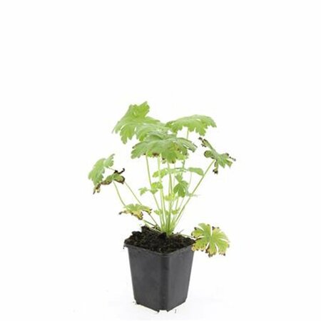 Geranium macrorrhizum 'Spessart' P9 - afbeelding 3