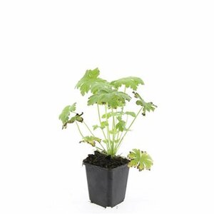 Geranium macrorrhizum 'Spessart' P9 - afbeelding 3