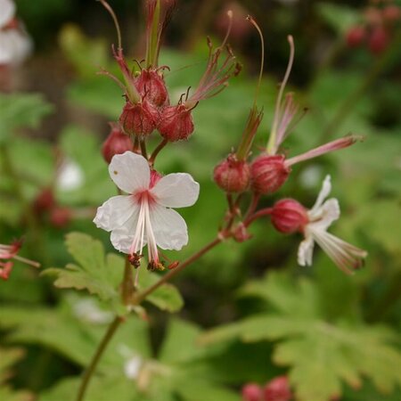 Geranium macrorrhizum 'Spessart' P9 - afbeelding 10